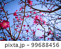 梅　春　季節 99688456