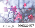 梅　春　季節 99688457