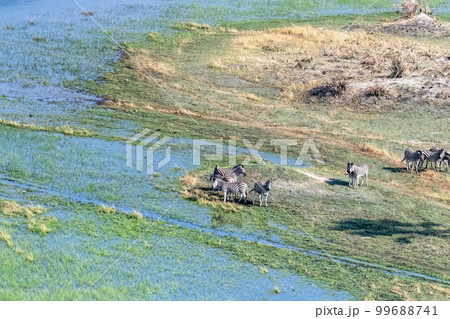 Aerial shot of Zebras grazing in the Okavango Delta 99688741