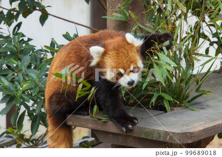 笹を食べるレッサーパンダ 99689018