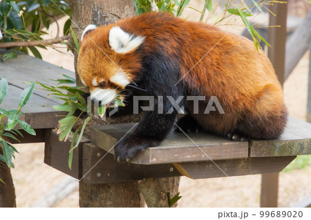 笹を食べるレッサーパンダ 99689020