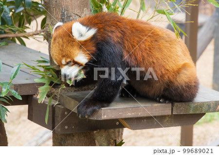 笹を食べるレッサーパンダ 99689021