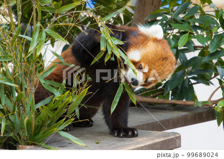 笹を食べるレッサーパンダ 99689024