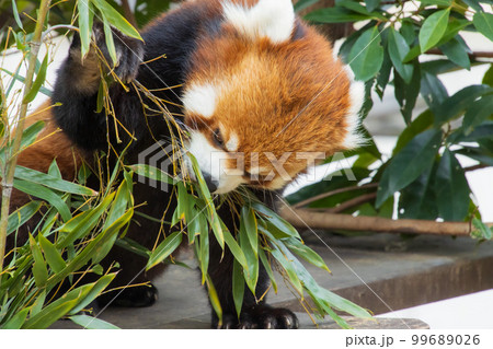 笹を食べるレッサーパンダ 99689026