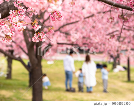 春の公園　満開の桜と家族連れ 99689200