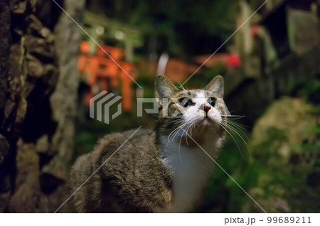 京都 神秘的な夜の伏見稲荷大社に暮らす可愛らしい野良猫 京都 神秘的な夜の伏見稲荷大社に暮らす可愛らしい野良猫 99689211