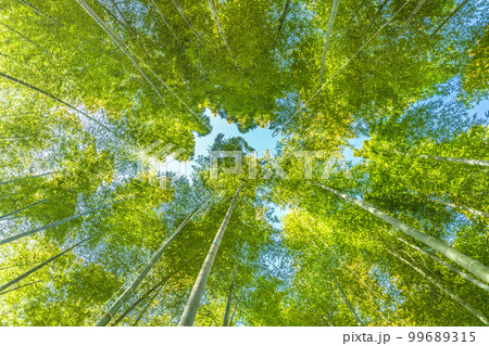 日本の横浜都市景観 美しい緑色に染まった竹林 日本の横浜都市景観 美しい緑色に染まった竹林 99689315