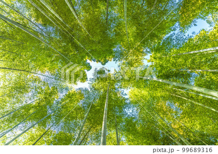 日本の横浜都市景観 美しい緑色に染まった竹林 日本の横浜都市景観 美しい緑色に染まった竹林 99689316