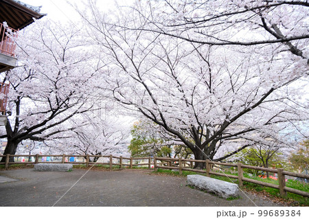 蟹江町_佐屋川創郷公園 桜16 蟹江町_佐屋川創郷公園 桜16 99689384