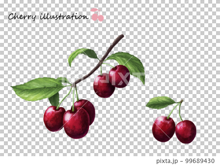 cherry with leaves realistic illustration cherry with leaves realistic illustration 99689430