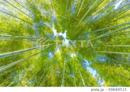 日本の横浜都市景観 美しい緑色に染まった竹林 日本の横浜都市景観 美しい緑色に染まった竹林 99689515