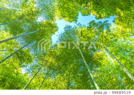 日本の横浜都市景観 美しい緑色に染まった竹林 日本の横浜都市景観 美しい緑色に染まった竹林 99689519