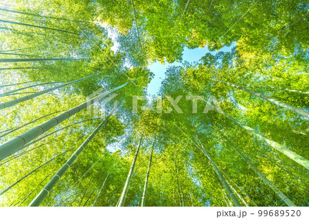 日本の横浜都市景観　美しい緑色に染まった竹林 99689520