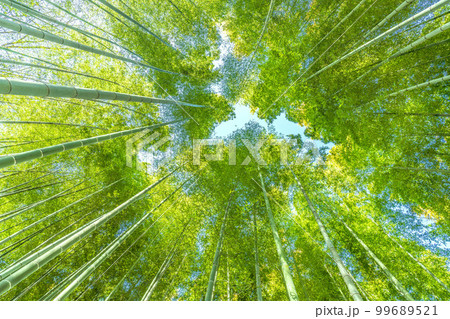 日本の横浜都市景観 美しい緑色に染まった竹林 日本の横浜都市景観 美しい緑色に染まった竹林 99689521