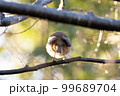 枝に止まった鳥のお尻 99689704