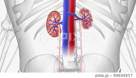 The kidneys filter waste out of the blood for the entire body. The kidneys filter waste out of the blood for the entire body. 99689857
