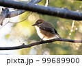 枝に止まる小鳥 99689900