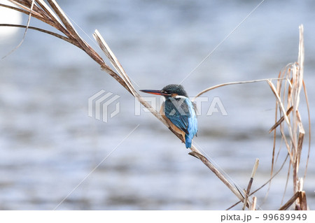 カワセミ カワセミ 99689949