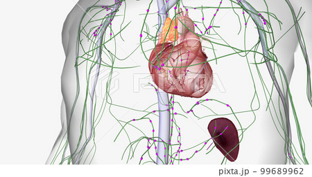Lymph travels from the extremities through the lymphatic vessels. Lymph travels from the extremities through the lymphatic vessels. 99689962