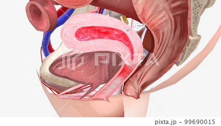 Menstruation is a normal, monthly process to shed the inner lining of the uterus. Menstruation is a normal, monthly process to shed the inner lining of the uterus. 99690015