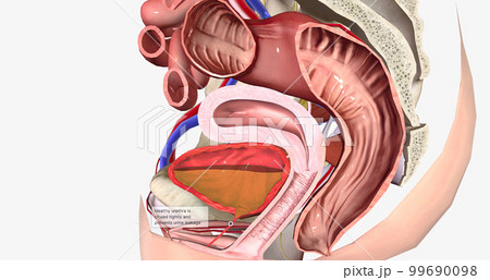 The female urethra is about 4 centimeters long and travels through the pelvic floor. The female urethra is about 4 centimeters long and travels through the pelvic floor. 99690098