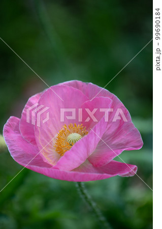 開花したポピー 開花したポピー 99690184
