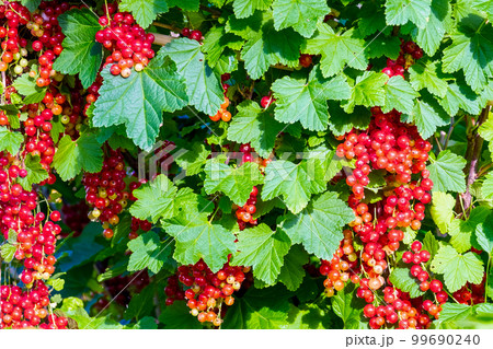 Red currants. Bright berries and green foliage 99690240