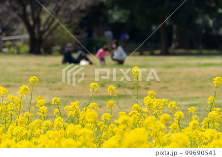 満開の菜の花と　芝生で寛ぐ家族連れ 99690541