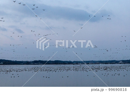 早朝のマガンの飛び立ち 早朝のマガンの飛び立ち 99690818