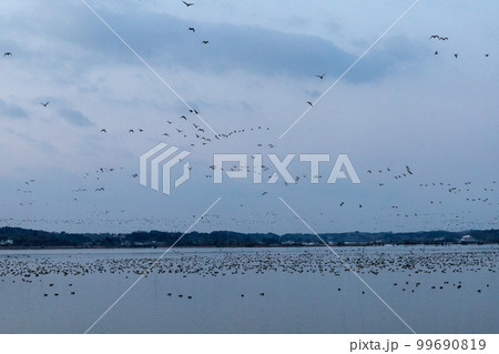 早朝のマガンの飛び立ち 99690819