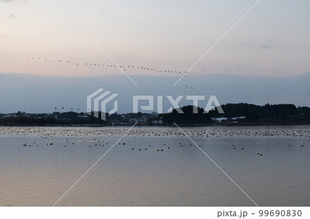 早朝のマガンの飛び立ち 早朝のマガンの飛び立ち 99690830