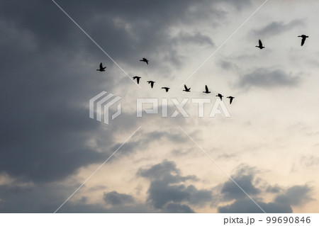 早朝のマガンの飛び立ち 早朝のマガンの飛び立ち 99690846