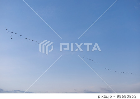 早朝のマガンの飛び立ち 早朝のマガンの飛び立ち 99690855