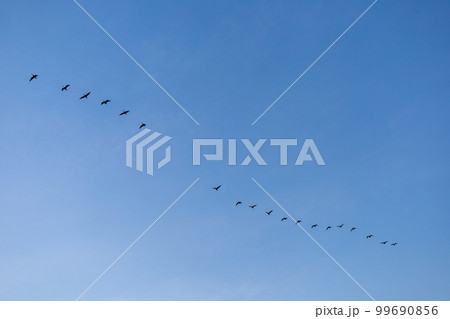 早朝のマガンの飛び立ち 早朝のマガンの飛び立ち 99690856