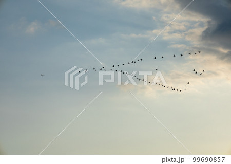 早朝のマガンの飛び立ち 早朝のマガンの飛び立ち 99690857