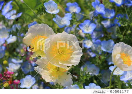 ポピー ポピーの花 ポピー ポピーの花 99691177