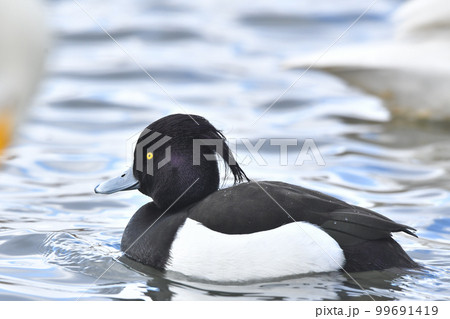 キンクロハジロ キンクロハジロ 99691419