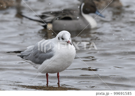 ユリカモメ 99691585