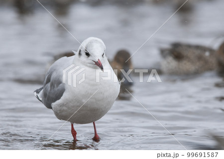 ユリカモメ 99691587