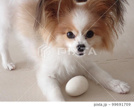 ボールで遊ぶ犬、パピヨン ボールで遊ぶ犬、パピヨン 99691709