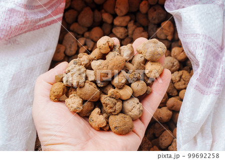Expanded clay. small lumps of clay used in construction and for growing plants. 99692258