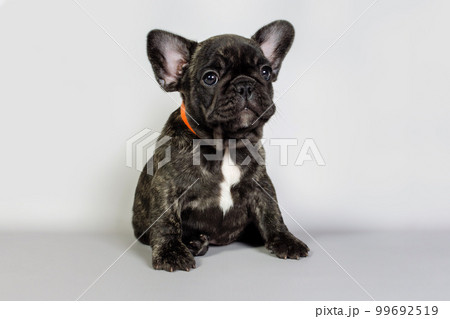 Puppy French bulldog tiger color sits and looks to the side Puppy French bulldog tiger color sits and looks to the side 99692519