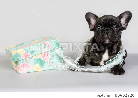 A small puppy French bulldog lies next to a box for sewing supplies. The concept of handmade 99692520