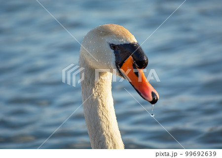 Head and neck of a white mute swan Head and neck of a white mute swan 99692639
