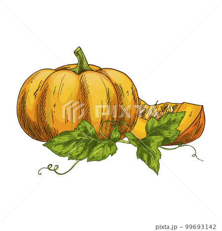 Sketch of a sliced pumpkin. Vector image vegetable. Sketch of a sliced pumpkin. Vector image vegetable. 99693142