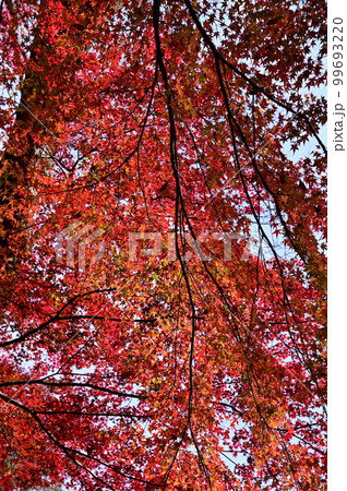 菩提仙川の紅葉風景 菩提仙川の紅葉風景 99693220