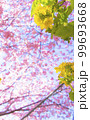 河津桜 99693668
