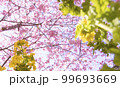 河津桜 99693669