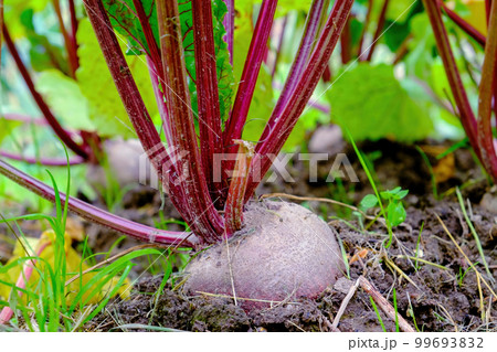 Beetroot. A root vegetable in the ground. Close-up 99693832