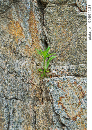 Green sprout in granite rock fault Green sprout in granite rock fault 99694183